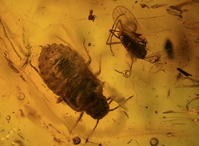 Fossil Flies (Diptera) & Aphid (Hemiptera) In Baltic Amber #93842